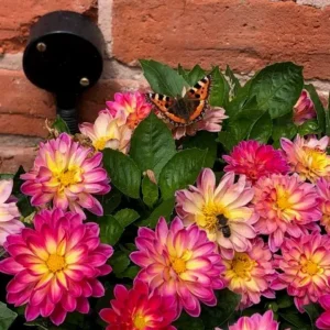 Butterfly On Flowers In Garden