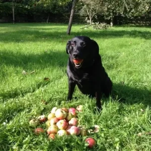 Dog With Apple