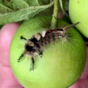 Caterpillar On Apple