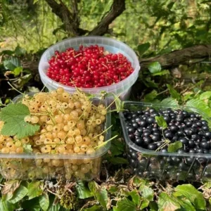 Cherries