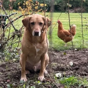 Dog And Chicken Garden
