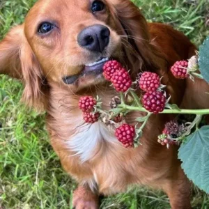 Dog And Raspberry