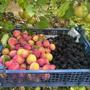 Fresh Fruit