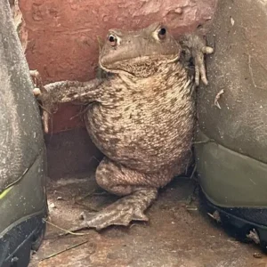 Frog Between Wellies