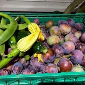 Fruit Selections