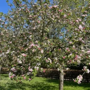 Orchard Tree